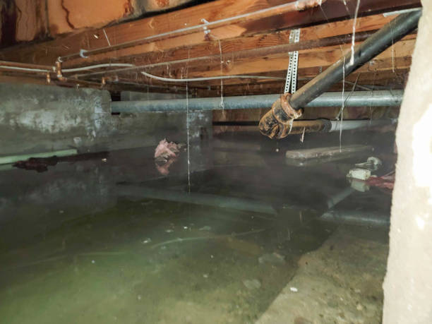 Best Mold removal after water damage  in Mccleary, WA